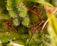 13. Wolf Spider 2a with ant CS 18APR26