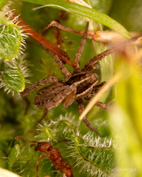 14. Wolf Spider 2b with ant CS 18APR26