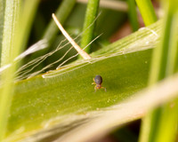 17. Springtail 1 CS 18APR26