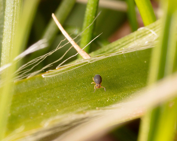 17. Springtail 1 CS 18APR26