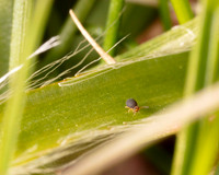 18. Springtail 1a CS 18APR26