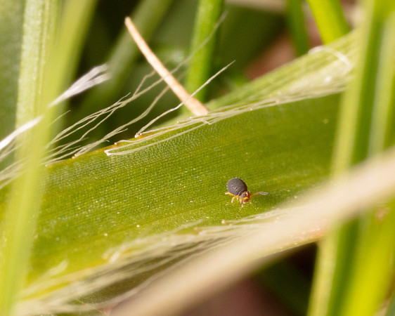 18. Springtail 1a CS 18APR26