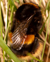 19. Shy bumble bee 1 CS 18APR26