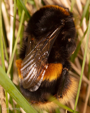 19. Shy bumble bee 1 CS 18APR26