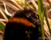 20. Shy bumble bee 1a with mite CS 18APR26
