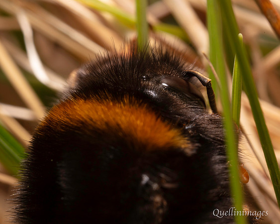 20. Shy bumble bee 1a with mite CS 18APR26