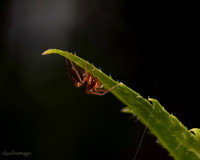 21. Spider unknown 4 CS 18APR26