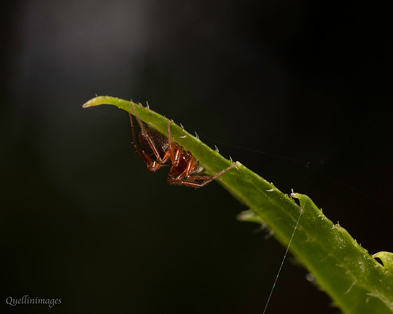 21. Spider unknown 4 CS 18APR26