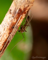 22. Chironomid unknown 1 CS 18APR26