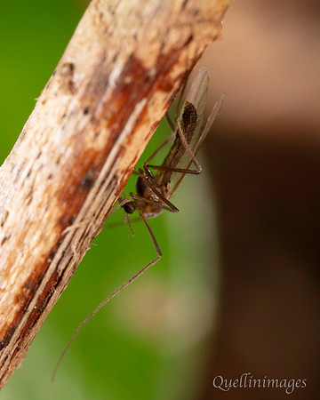 22. Chironomid unknown 1 CS 18APR26