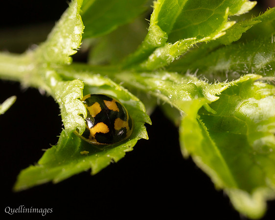 23. Ladybird nestled 1 CS 18APR26
