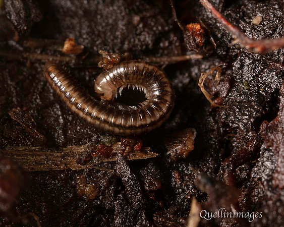 26. Millipede Brachyiulus pusillus 1 CS 18APR26
