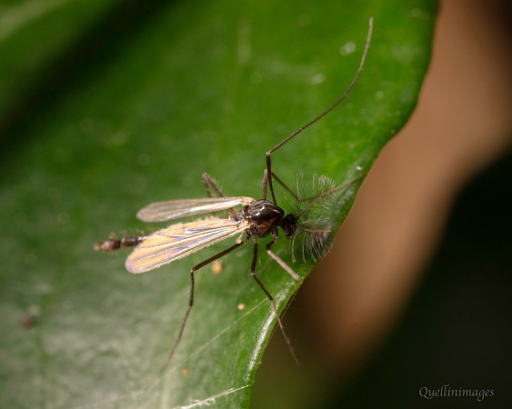 25. Gnat unknown 1 CS 18APR26