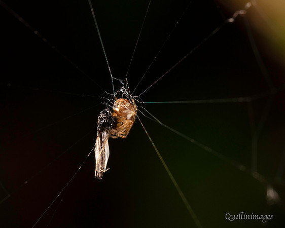27. Spider prey CS 18APR26