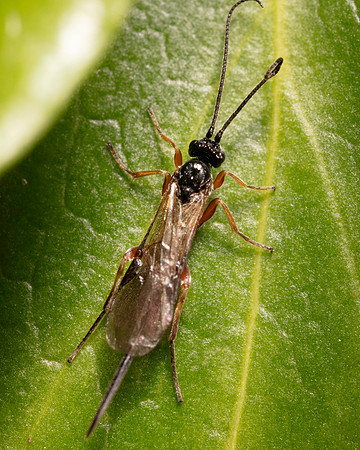 28. Wasp 1 CS 18APR26