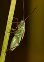 Capsid immature 2 21JUN26