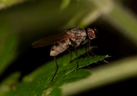 Anthomyiidae sp. 1 21JUN26