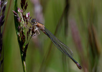 Blue tailed Damsel 1 21JUN26