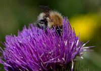 Bumble Bee 1 21JUN26
