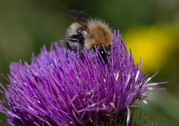 Bumble Bee 1 21JUN26
