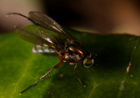 Doli fly unknown 1 21JUN26