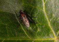 Doli fly unknown 2 21JUN26
