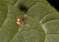 Enoplogognatha sp. poss. 1 21JUN26