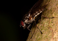 Fly unknown 3 21JUN26