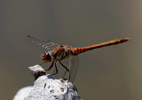 Common Darter 21JUN26