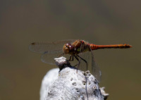 Common Darter 1 21JUN26