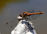 Common Darter 3 21JUN26