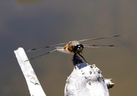 Four Spot chaser 21JUN26