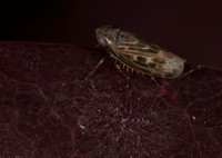 Plant hopper 2 immature 21JUN26