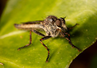Cowan's robber fly 1 21JUN26