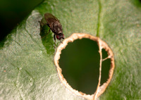 Fly unknown 2 21JUN26