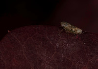 Leaf hopper unknown 1 21JUN26