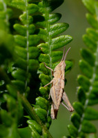 Grasshopper immature 1 21JUN26