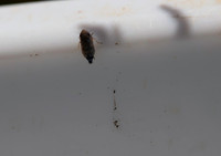 Plant hopper 1 immature 21JUN26