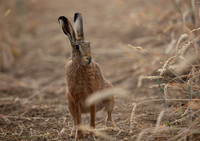 Evening Hare