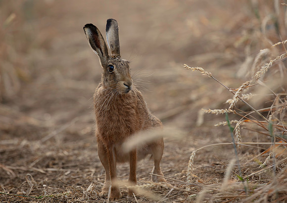 Evening Hare
