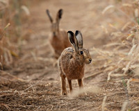 Hares in the wheat