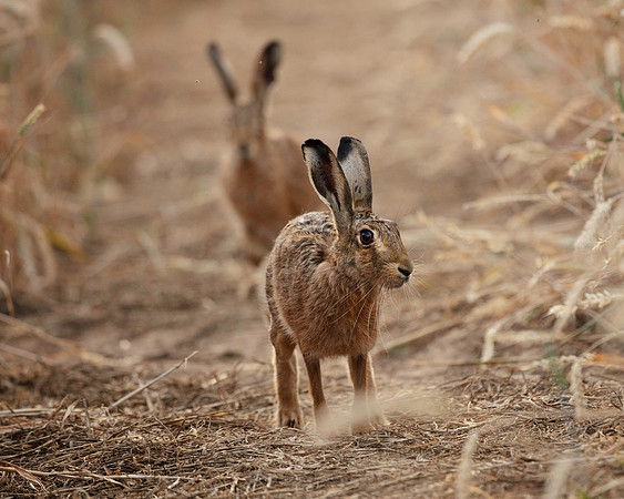 Hares in the wheat
