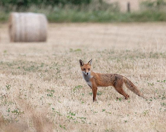 Fox after the harvest