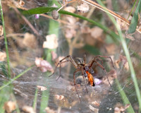 Funnel web spider