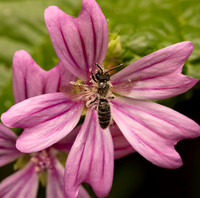 Andrena sp.