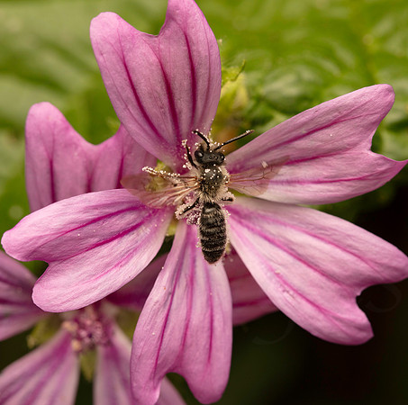 Andrena sp.