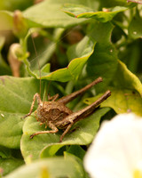 Dark Bush Cricket