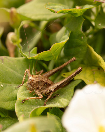 Dark Bush Cricket