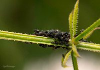Aphid family gathering GM 18JUL26