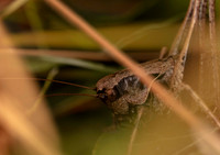 Dark bush cricket 1a GM 18JUL26